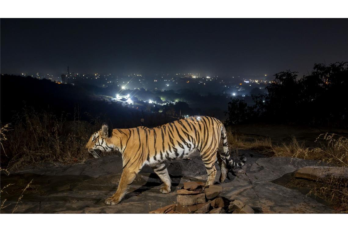 Größere Tigerpopulation in Indien dank Schutzmaßnahmen Ein Tiger bewegt sich außerhalb der indischen Stadt Bhopal.