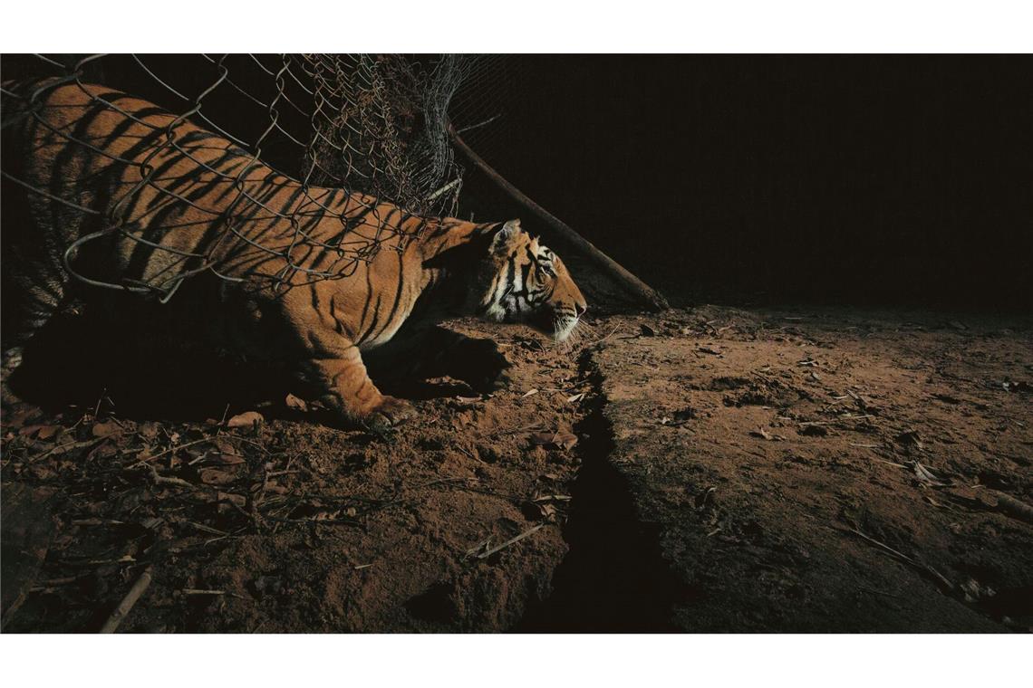 Größere Tigerpopulation in Indien dank Schutzmaßnahmen Ein Tiger schlüpft unter einem Zaun durch.