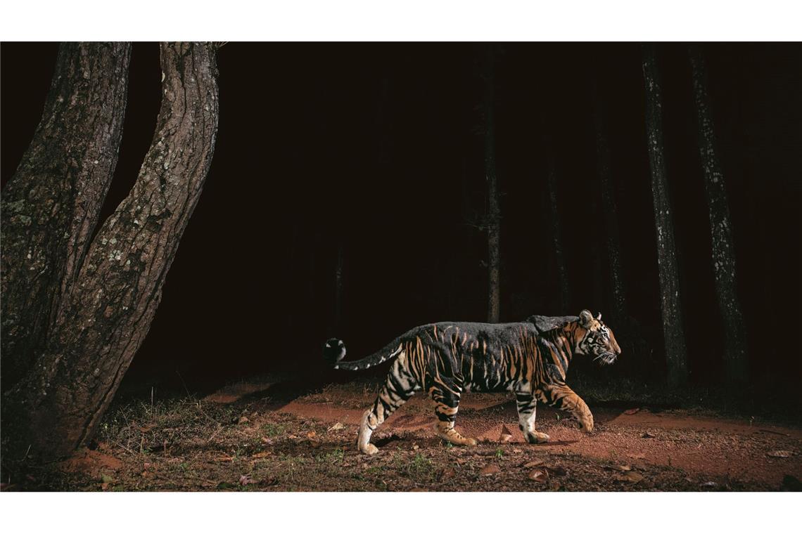 Größere Tigerpopulation in Indien dank Schutzmaßnahmen Ein Tiger streift durch den Similipal-Nationalpark in Indien.