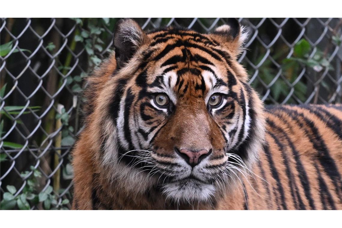 Mann von Sumatra-Tiger angegriffen und getötet Ein Tiger tötete einen Kaffeebauern (Symbolbild).