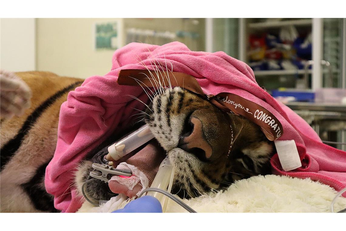 Tiger im OP: Besuch in Thailands erstem Wildtier-Krankenhaus Ein Tiger wird in dem Krankenhaus behandelt.