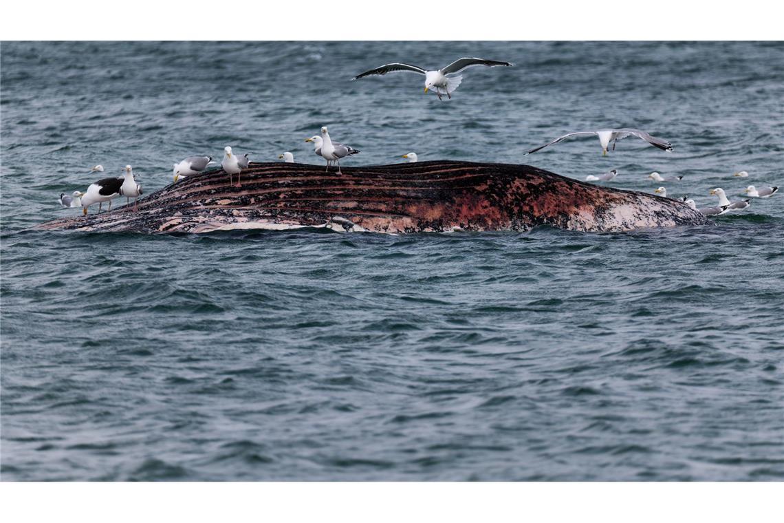Ein toter Wal ist vor der dänischen Insel Anholt von Möwen umgeben.