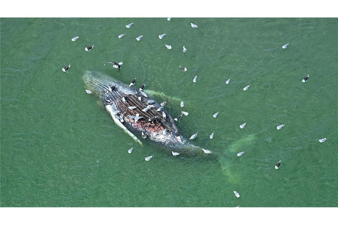 Ein Toter Wal wurde vor der dänischen Insel Anholt entdeckt.