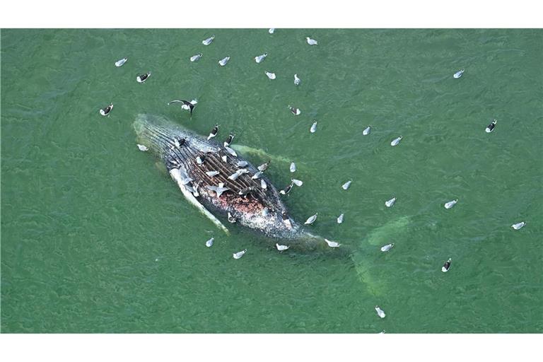 Ein Toter Wal wurde vor der dänischen Insel Anholt entdeckt.
