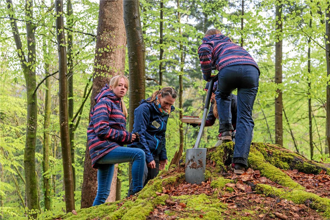 Ein Trio schaut sich mit Lehrerin Silke Matena einen Baumstumpf an und entdeckt eine Hornisse, die durch die Kälte aber kaum aktiv ist.