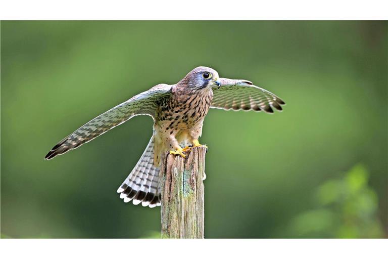 Ein Turmfalke sitzt auf einem Holzpfosten. (Symbolfoto)