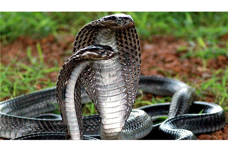 Ein Urlauber aus Bayern starb nach einer Schlangen-Show in einem Hotel (Symbolfoto).