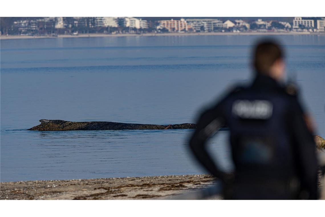 Ein Wal ist an der Ostseeküste vor Niendorf gestrandet.