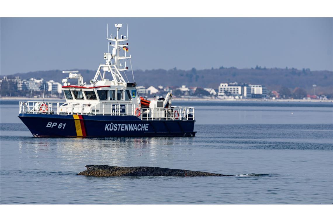 Ein Wal ist an der Ostseeküste vor Niendorf gestrandet, im Hintergrund ein Boot der Küstenwache. Die Polizei hat das Gelände abgesperrt, um das Tier nicht zu beunruhigen.