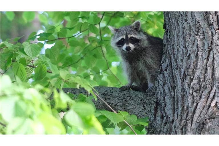 Ein Waschbär sitzt im Baum einer Grünanlage in Leipzig.