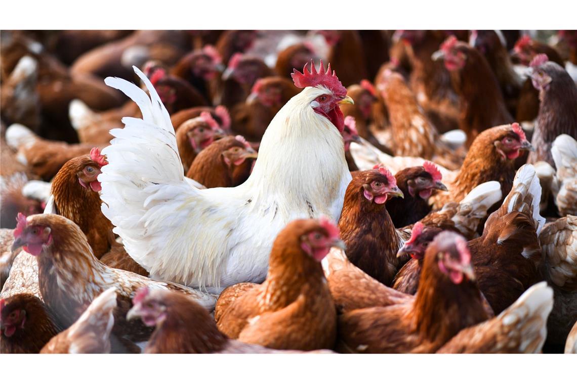 Hunderttausende Tiere werden nach Vogelgrippe-Fall überwacht Ein weißer Hahn steht in einer Schar von braunen Hühnern. Die Geflügelpest grassiert in einem Mastbetrieb im Landkreis Schwäbisch Hall (Symbolfoto).