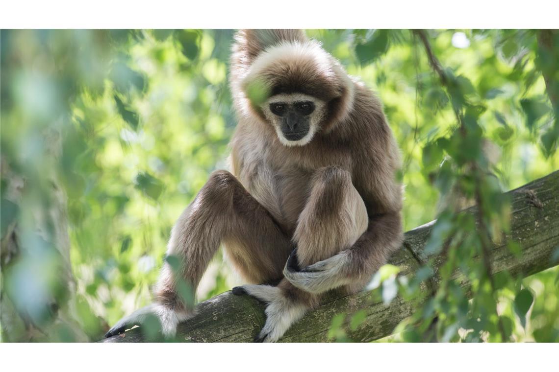 Ein Weißhandgibbon sitzt im Berliner Tierpark