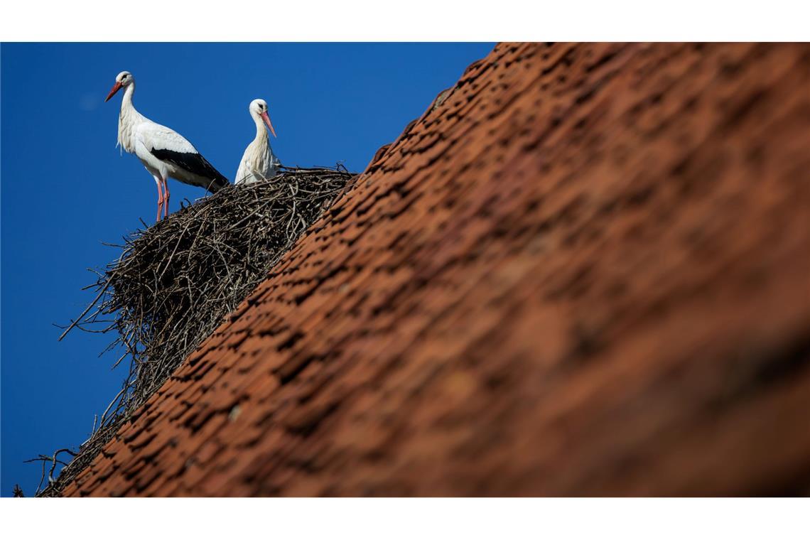 Ein Weißstorch-Paar steht bei blauem Himmel in seinem Horst. Petershagen im Kreis Minden-Lübbecke gilt mit seinen zahlreichen Horsten als Storchenhauptstadt von Nordrhein-Westfalen.