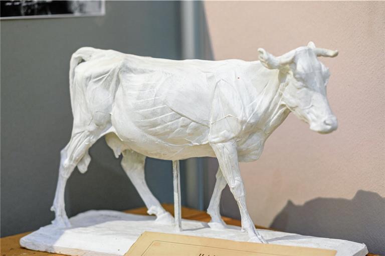 Ein weiteres Gebiet seines Schaffens: Anatomische Tiermodelle, von denen einige im Carl-Schweizer-Museum zu sehen sind. Fotos: Stefan Bossow