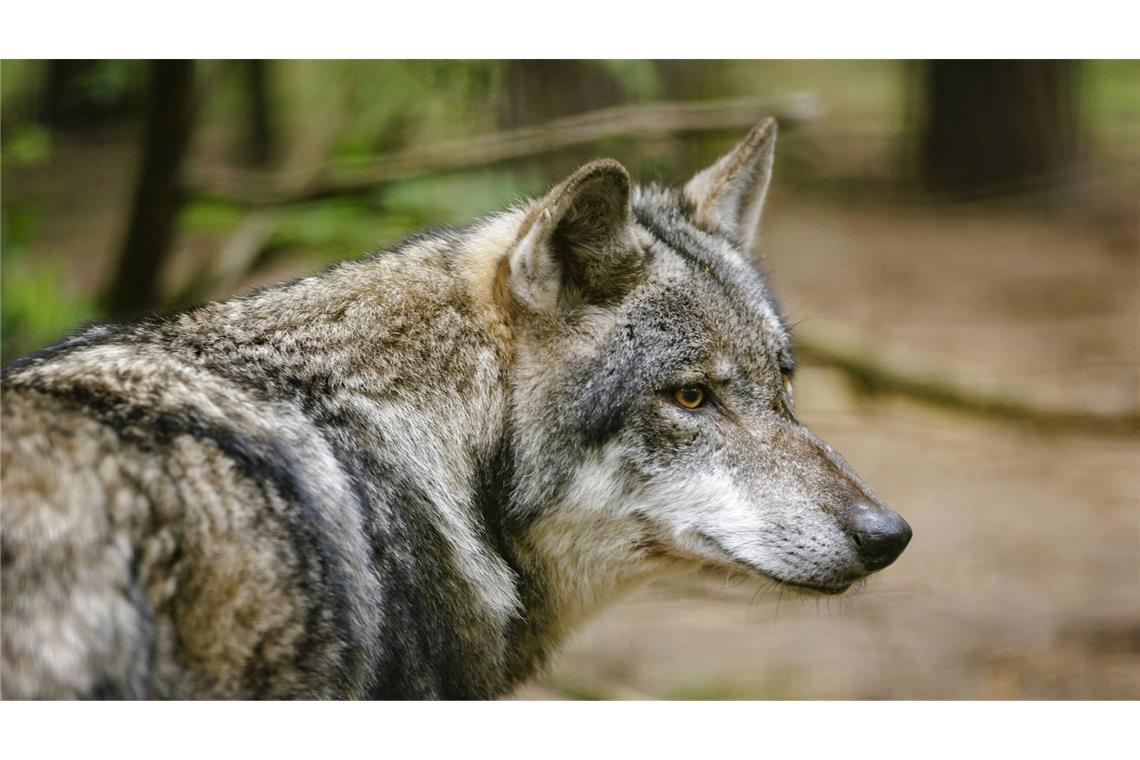 Ein Wolf, aufgenommen in einem Wildgehege. (Symbolfoto)