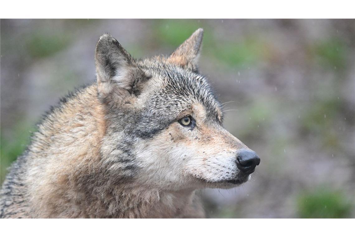Ein Wolf hat in Hamburg eine Frau gebissen und verletzt. (Symbolbild)