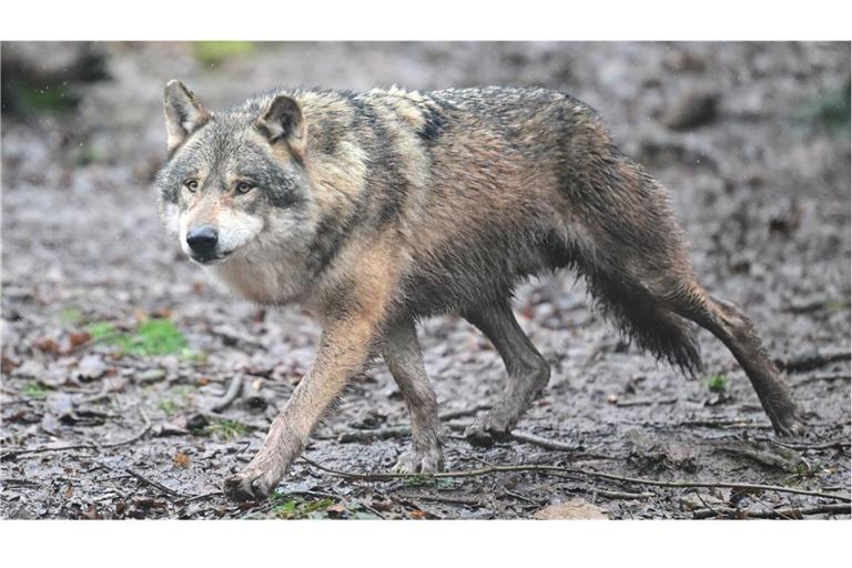 Ein Wolf läuft durch ein Gehege im Tierpark Wildparadies Tripsdrill (Archivbild).