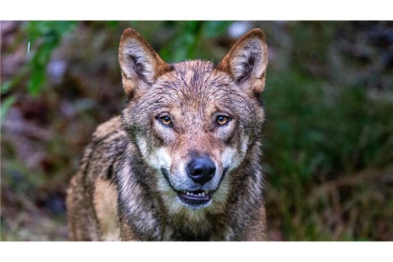 Ein zum Abschuss freigegebener Problemwolf hat in den Niederlanden nach Überzeugung der Behörden ein Kind angegriffen und weggeschleift (Symbolbild).