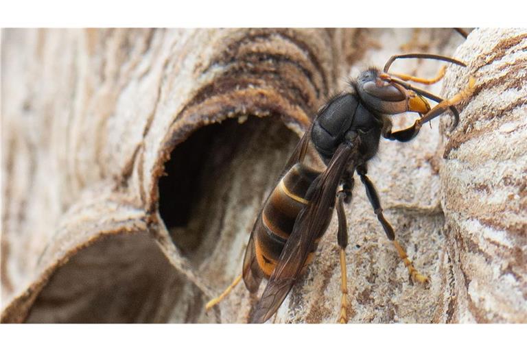 Eine Ausbreitung der Asiatischen Hornisse sei trotz aufwendiger Maßnahmen nicht aufzuhalten.