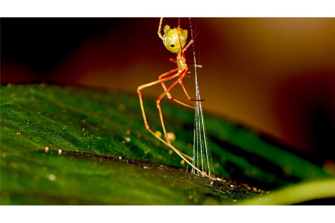 Eine australische Ballista-Spinne beim Bau einer Falle für Ameisen.