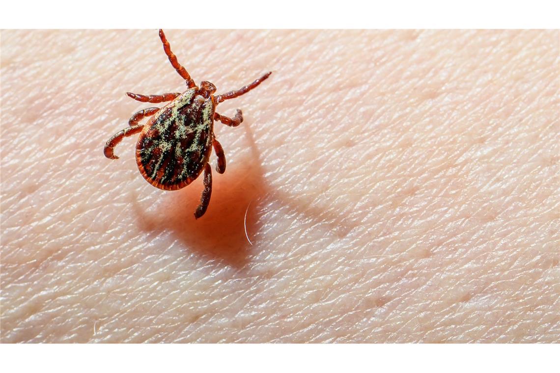 Eine Auwaldzecke (Dermacentor reticulatus) kann FSME übertragen. (Archivbild)