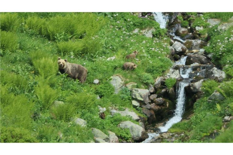 Eine Bärin geht mit ihrem Nachwuchs durch ein Tal in der Westtatra in der Slowakei. Nach offiziellen Zählungen gibt es in der Slowakei rund 1.200 freilebende Bären. (Archivbild)
