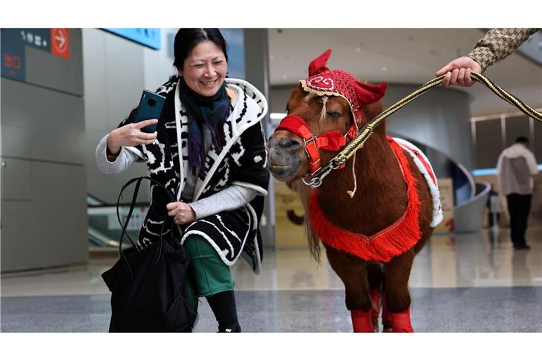 Eine Besucherin macht Bilder von einem Shetlandpony in einer Ausstellung zu Pferden in Geschichte und Kultur im chinesischen Shanghai.