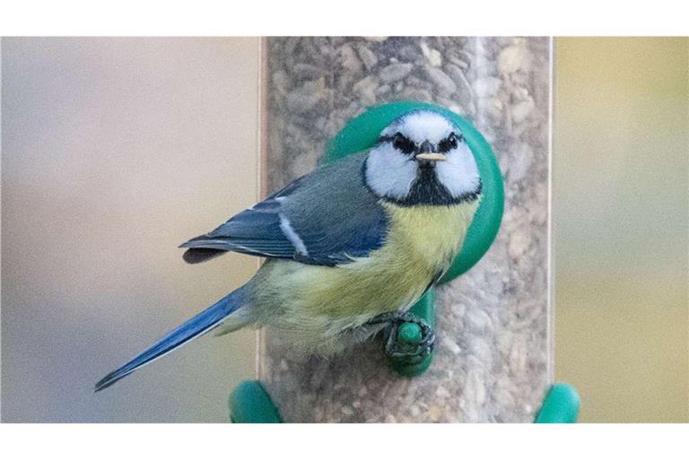 Eine Blaumeise sitzt mit einem Korn im Schnabel an einem Futterhaus.