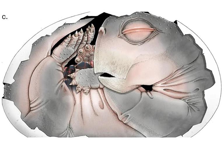 Eine digitale 3D-Rekonstruktion der segmentierten Knochen.