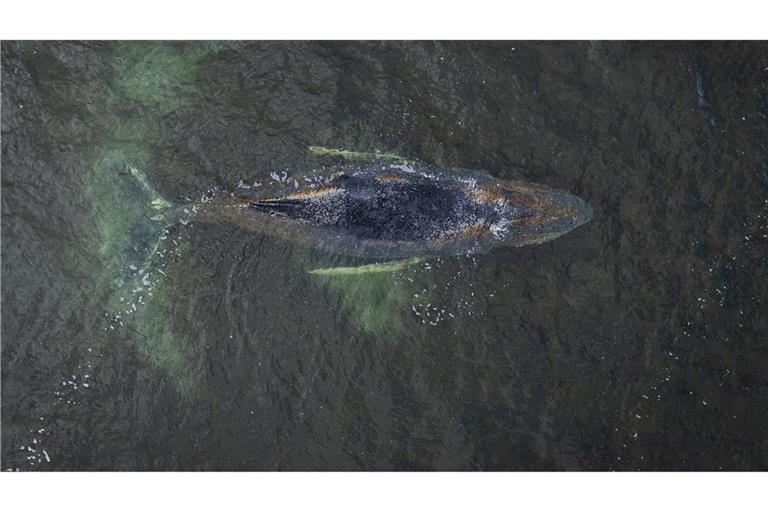 Eine Drohnenaufnahme herausgegeben von Greenpeace zeigt den Buckelwal in der Wismarbucht.
