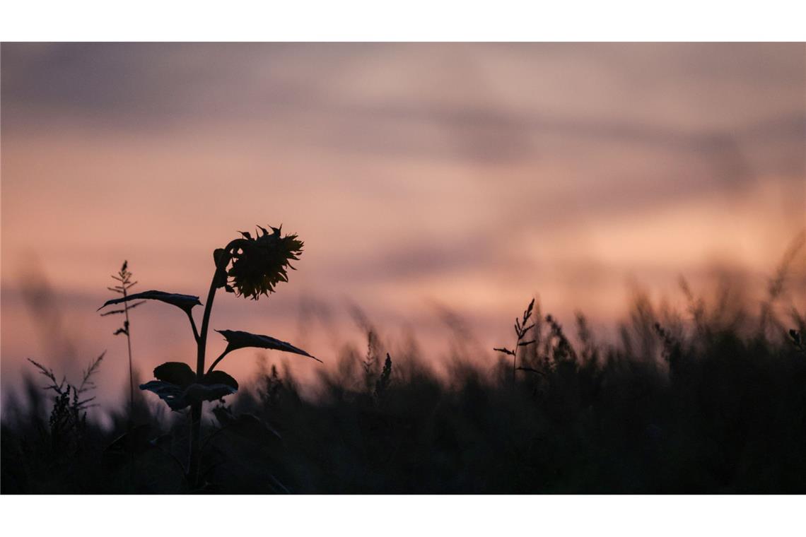 Bilder des Tages