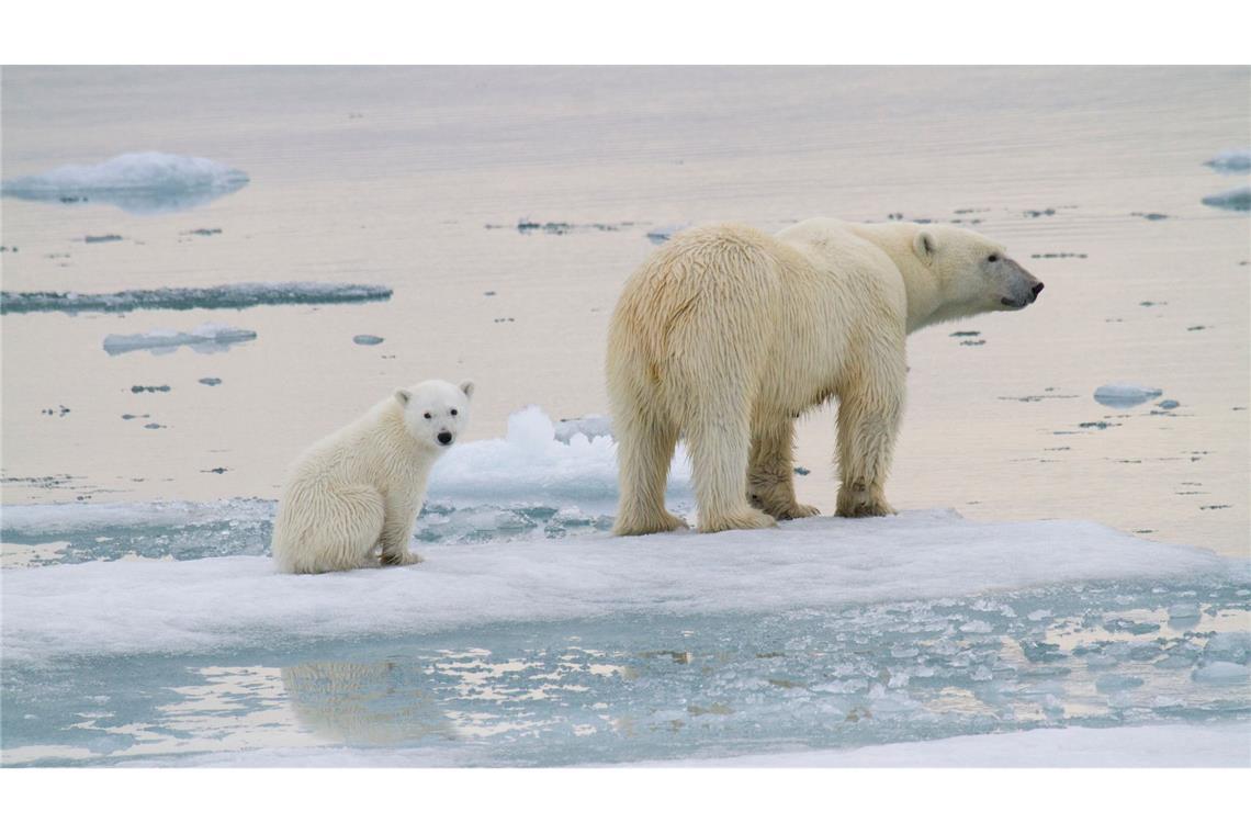 Wie junge Eisbären ihre Geburtshöhlen verlassen Eine Eisbär-Mutter ist mit einem Jungtier auf einer Eisscholle vor der Küste von Spitzbergen unterwegs.