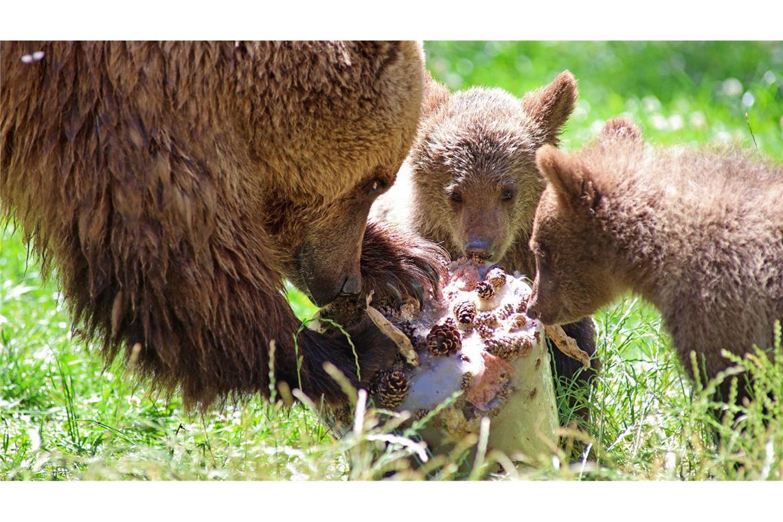 Bilder des Tages Eine Eisbombe für Braunbärmama Idun und ihrem Nachwuchs im Tierpark in Thale.