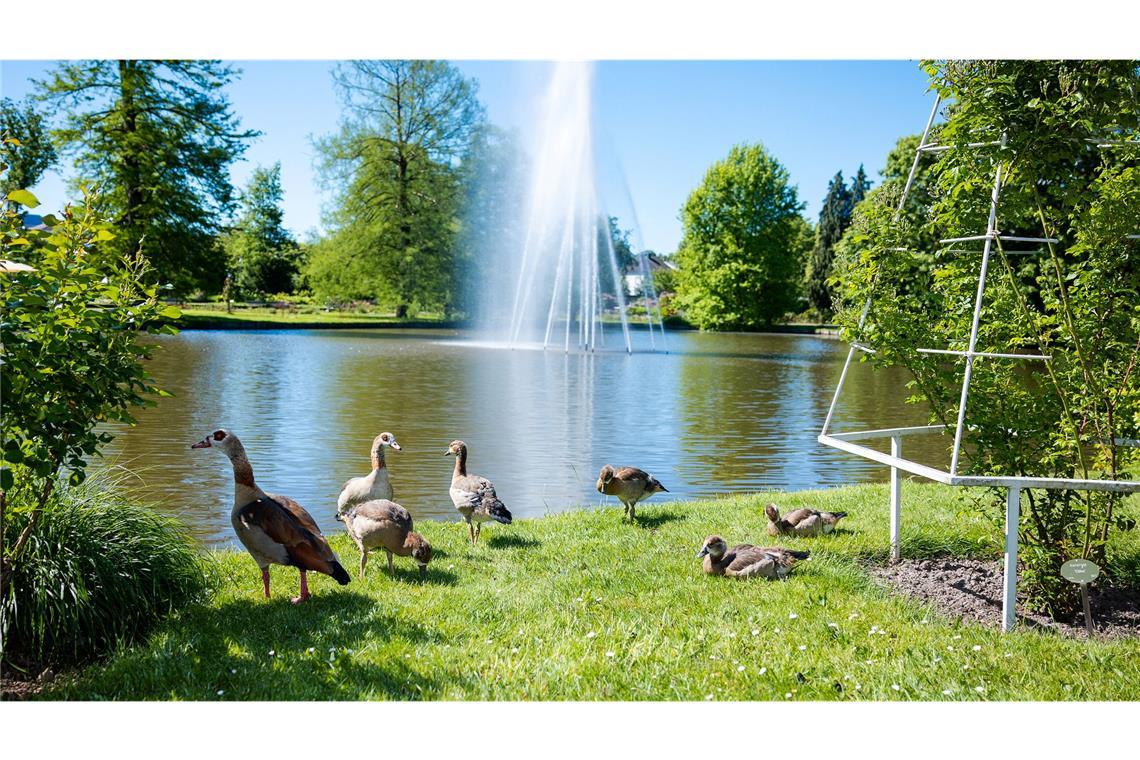 Eine Entenfamilie sicherte sich einen sonnenreichen Platz im Rosengarten im rheinland-pfälzischen Zweibrücken.