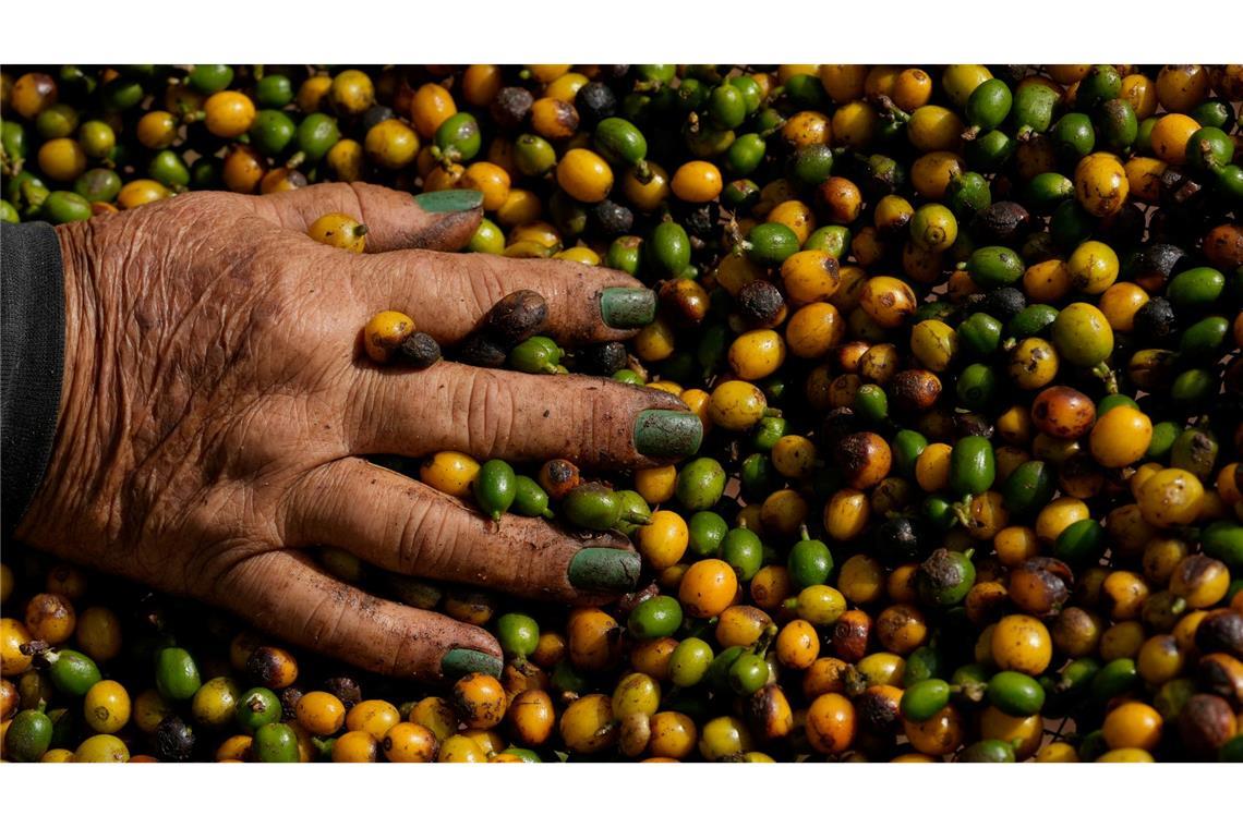 Bilder des Tages Eine Farmangestellte wählt während der Ernte in Brasilien Kaffeebeeren aus.