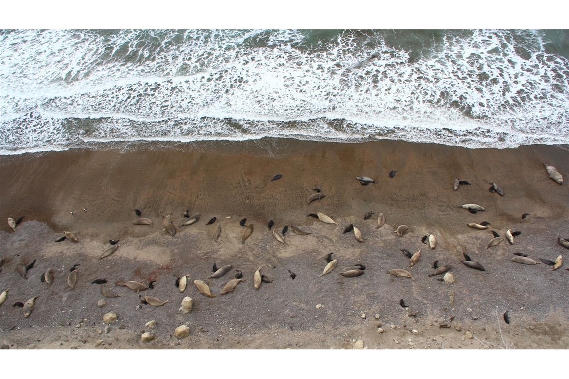 Vogelgrippe breitete sich unter See-Elefanten aus Eine Forscherin denkt, dass es Jahrzehnte dauern könnte, bis es wieder so viele See-Elefanten wie 2022 gibt. Hier ist ein gesunder Harem von damals zu sehen.