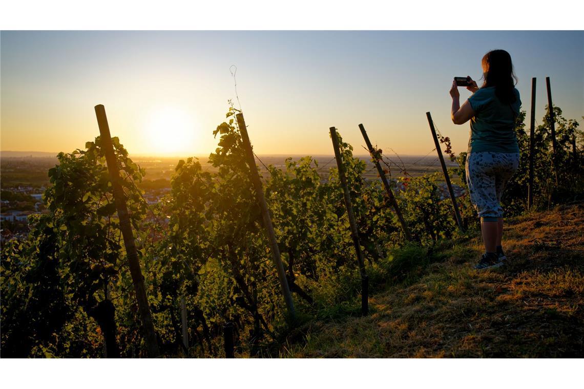 Bilder des Tages Eine Frau fotografiert in einem Weinberg die untergehende Sonne.