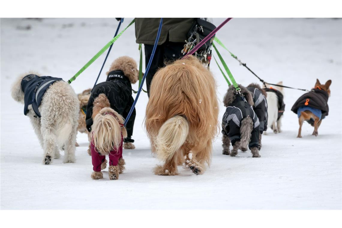 Eine Frau geht mit zahlreichen Hunden im tief verschneiten Stadtpark spazieren.