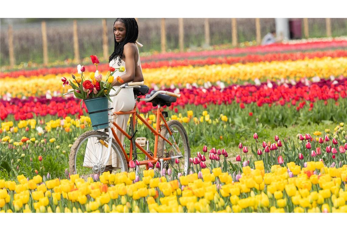Bilder des Tages Eine Frau lehnt für Bilder an einem Tandem in Feldern voller Tulpen auf einer Tulpenfarm in Kanada.