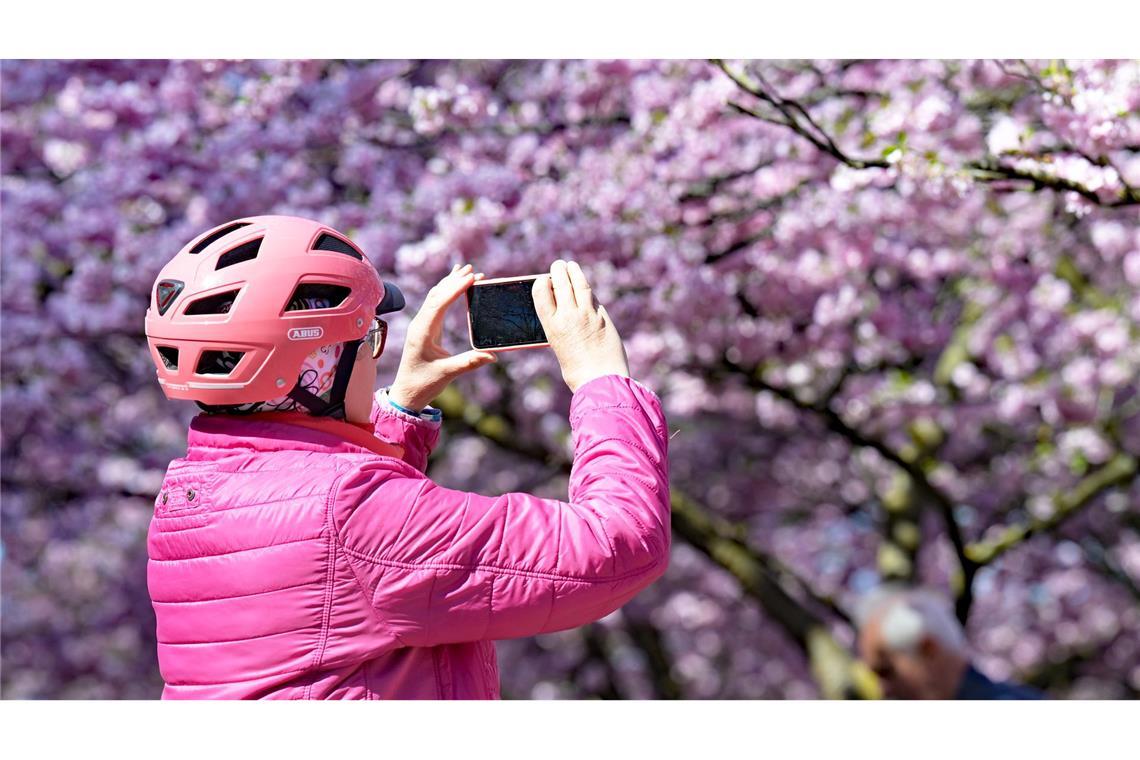 Eine Frau macht Fotos von den Kirschblüten im Olympiapark in München.