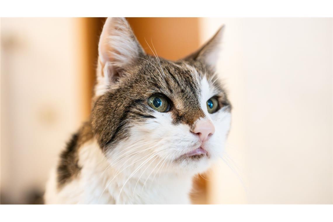 Eine Frau soll im Raum Rastatt mehrere Katzen behandelt haben - ohne Qualifikation oder Zulassung (Symbolfoto).
