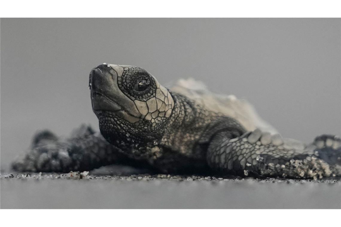 Bilder des Tages Eine freigelassene Baby-Meeresschildkröte steuert am Strand von Punta Chame in Panama auf das Meer zu.