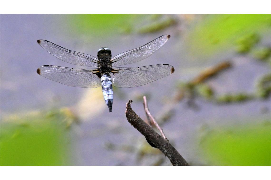 Eine Großlibelle, ein männlicher Spitzenfleck (Libellula fulva), fliegt von einem Ast weg.