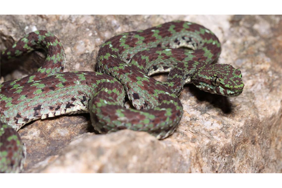 Hunderte Tier- und Pflanzenarten in Südostasien entdeckt Eine grün-schwarze Grubenotter (Trimeresurus ciliaris) scheint Wimpern zu haben.