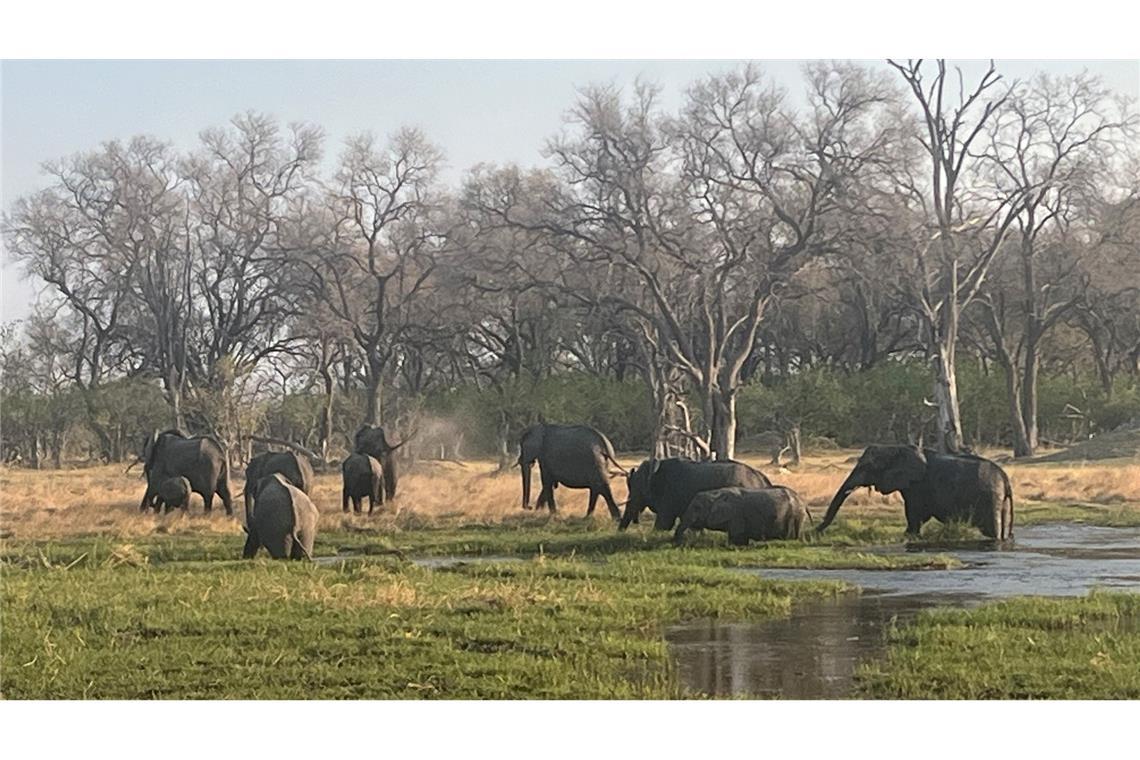 Fluch oder Segen: Hat Botsuana zu viele Elefanten? Eine Herde Elefanten im berühmten Okavango-Delta von Botsuana