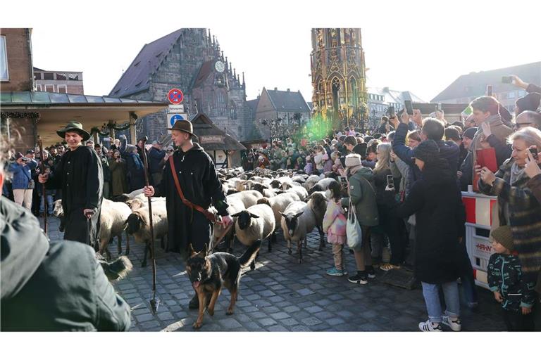 Eine Herde mit 600 Schafen ist in Nürnberg mitten durch die Stadt zu ihren Winterweiden gezogen.
