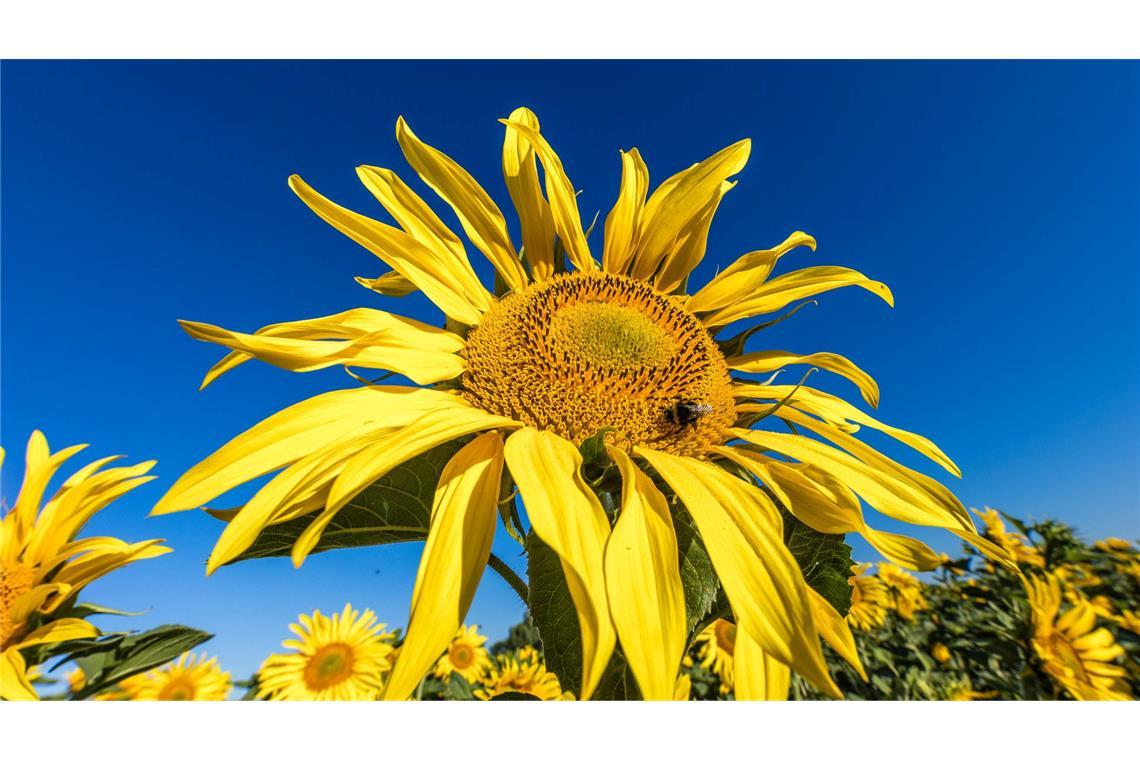 Eine Hummel sitzt in der Blüte einer Sonnenblume, die auf einem Feld in Leuthen blüht.