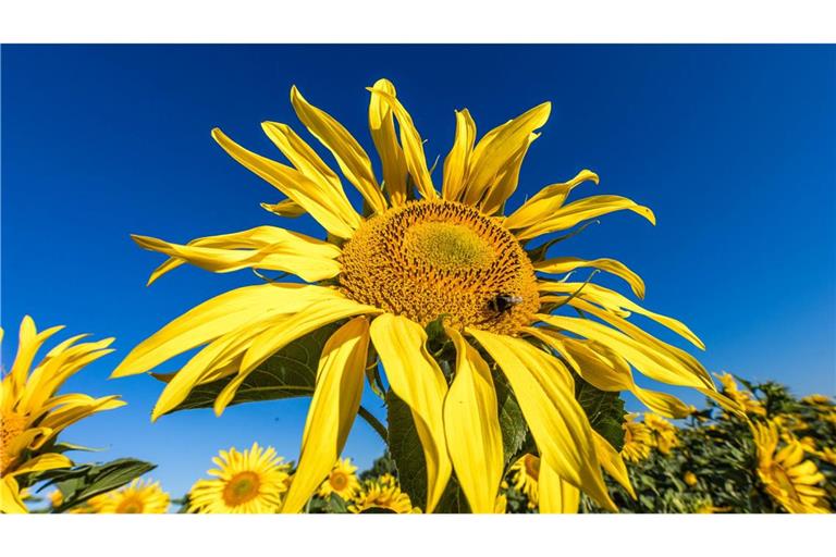 Eine Hummel sitzt in der Blüte einer Sonnenblume, die auf einem Feld in Leuthen blüht.