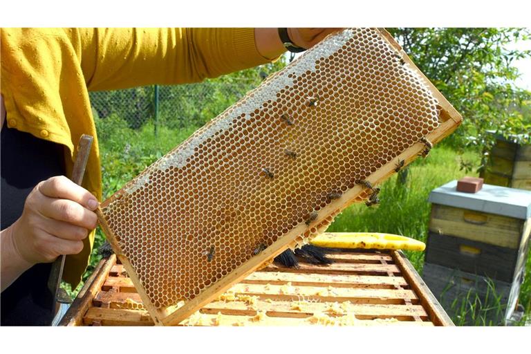 Eine Imkerin bei der Arbeit - in der Wabe dürfte jede Menge Honig sein. (Symbolfoto)