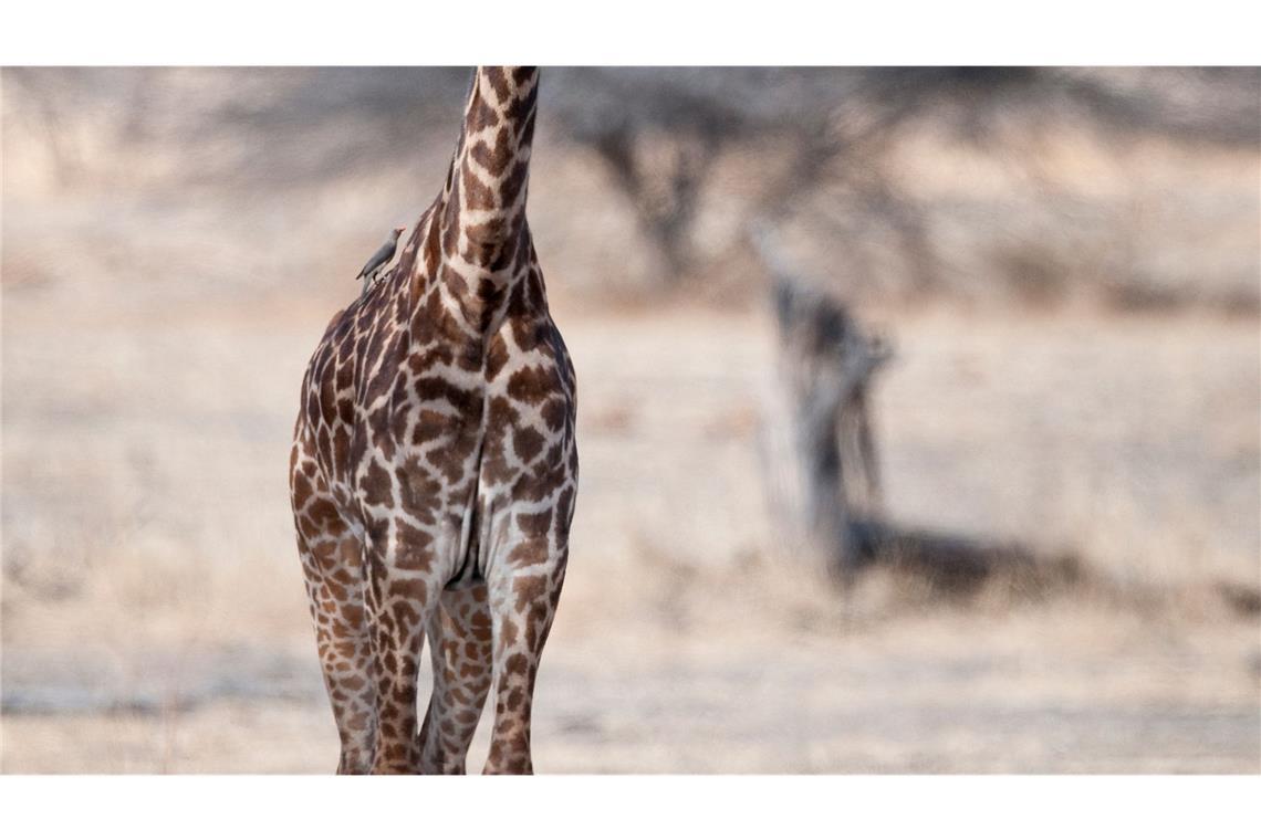 Von wegen "die" Giraffe: Vier verschiedene Arten anerkannt Eine junge Masai-Giraffe